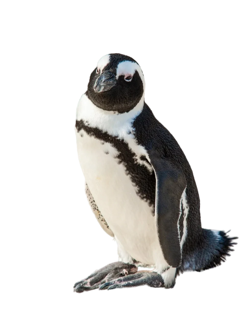 African penguins