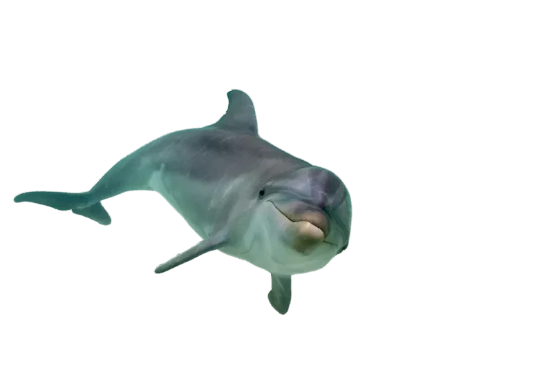 Dolphin