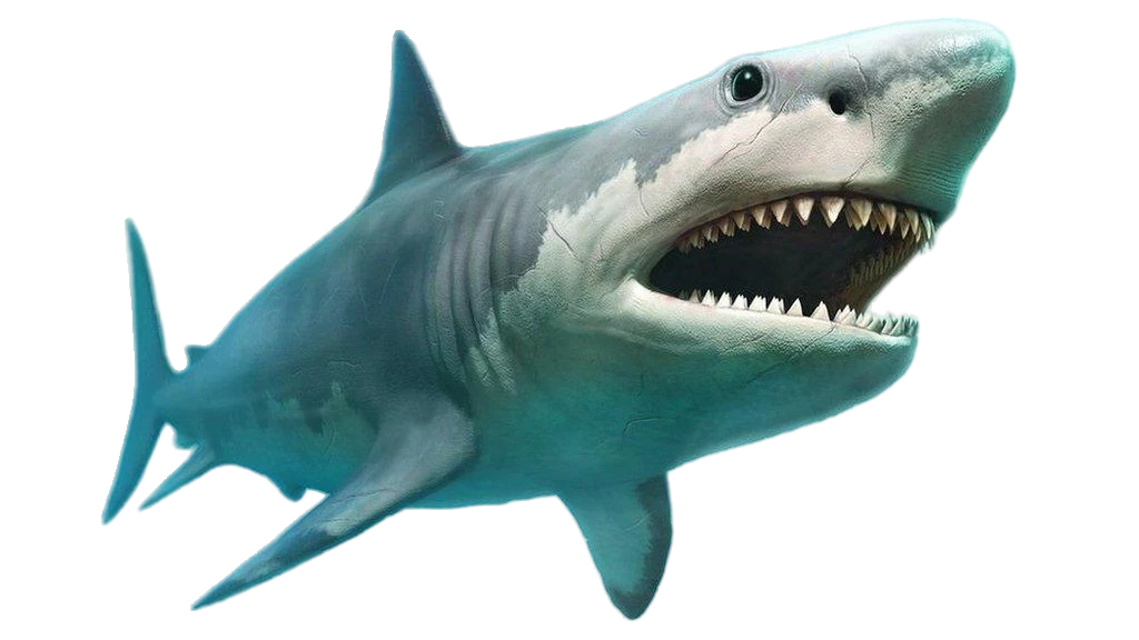 Shark