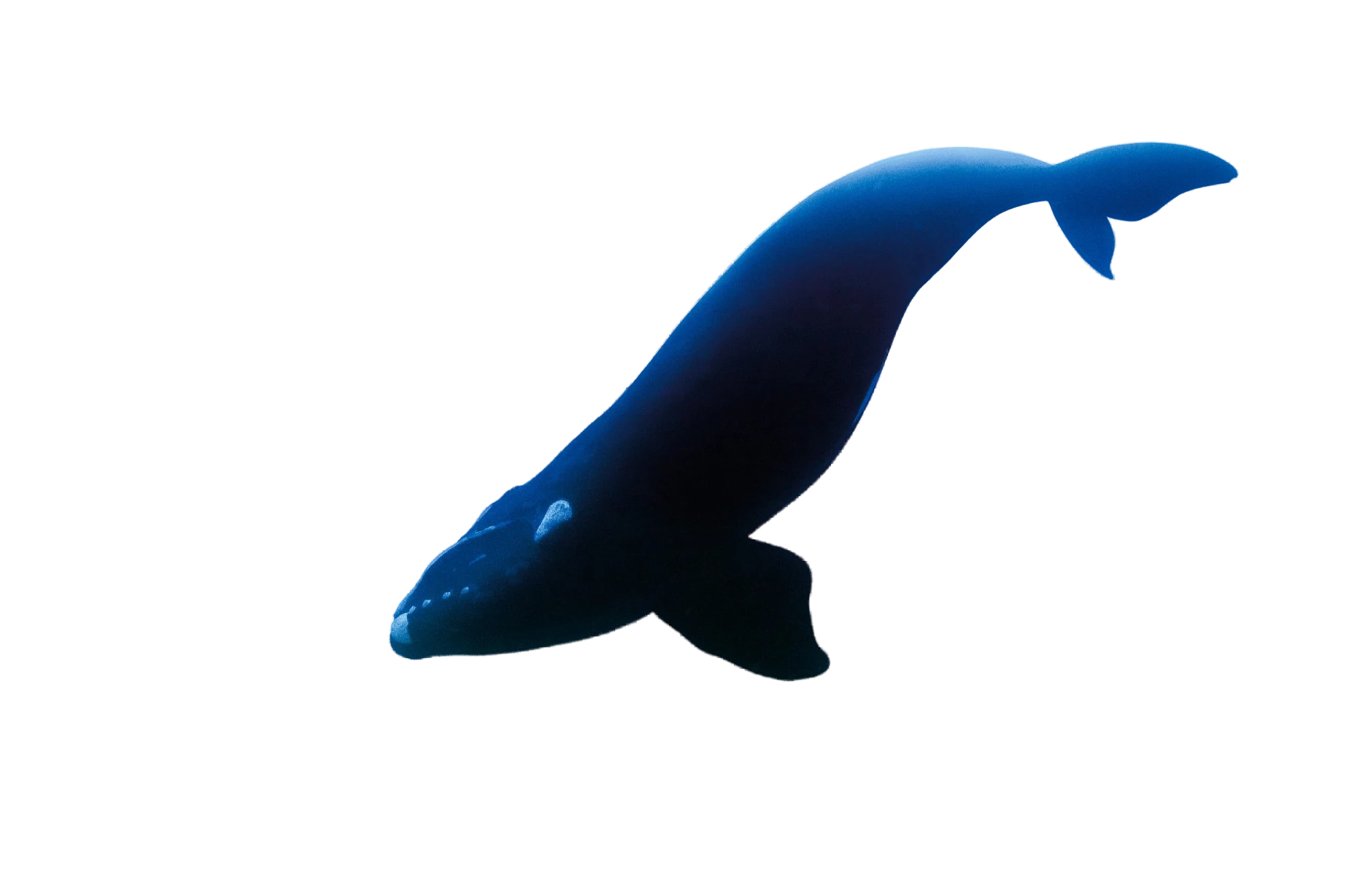 Whale