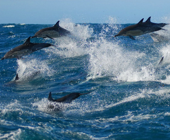 nelson mandela bay municipality